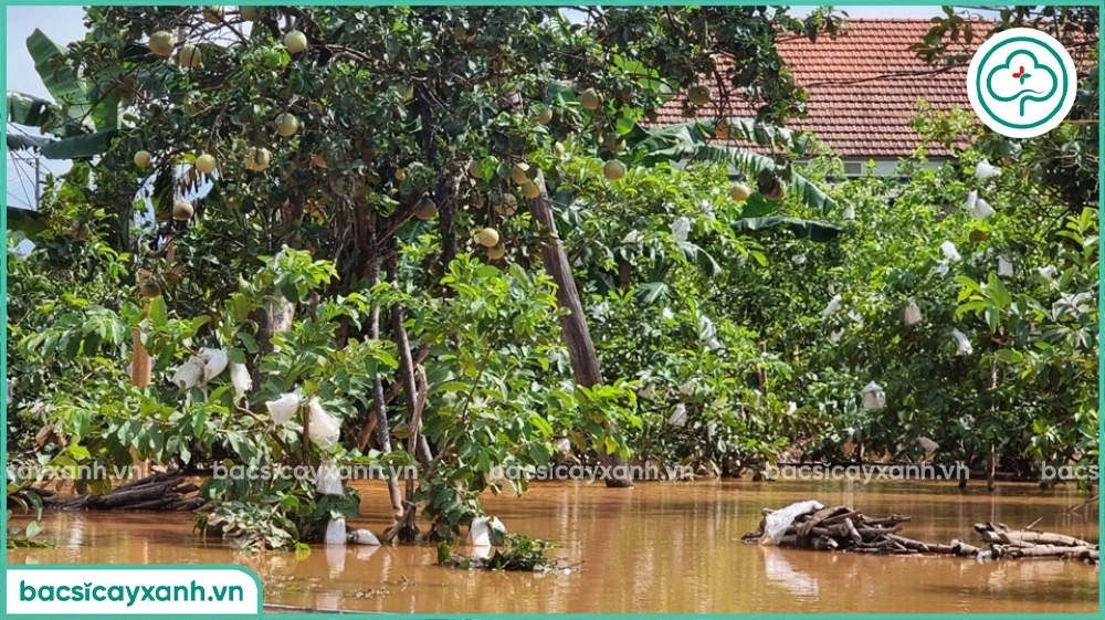 Ảnh hưởng của ngập úng với cây trồng